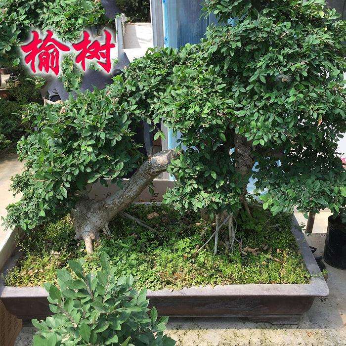 榆树盆景怎么上盆修剪的