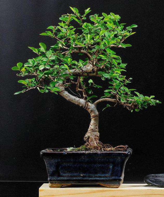 榆树盆景怎么病虫害防治