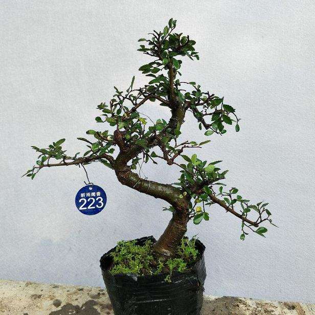 榆树盆景怎么攀扎造型