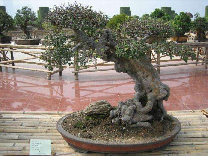 浅析生物技术在盆景植物中的应用前景