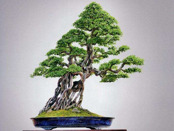 浅析生物技术在盆景植物中的应用前景