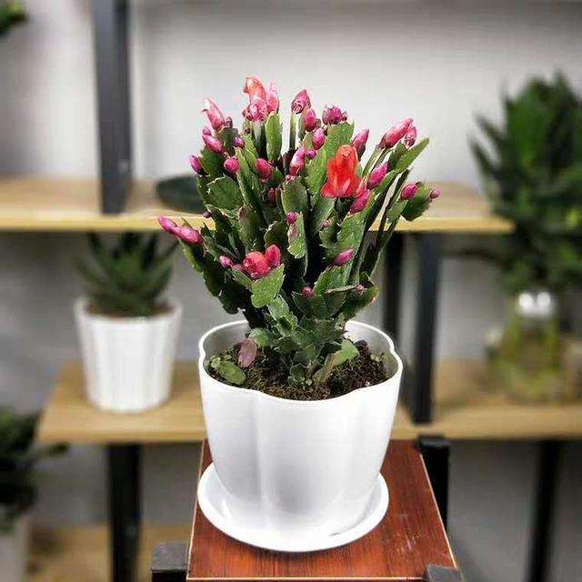 蟹爪兰盆景怎么设计