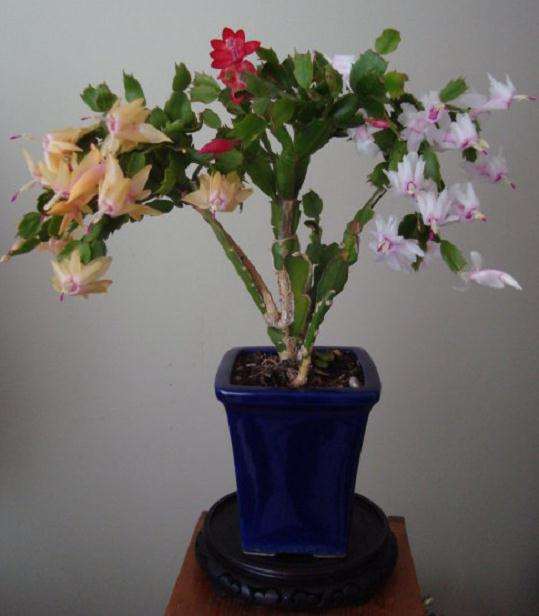 生物技术在盆景植物新品种培育中