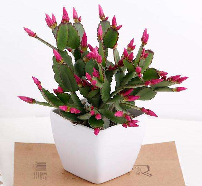 生物技术在盆景植物资源保存中的应用