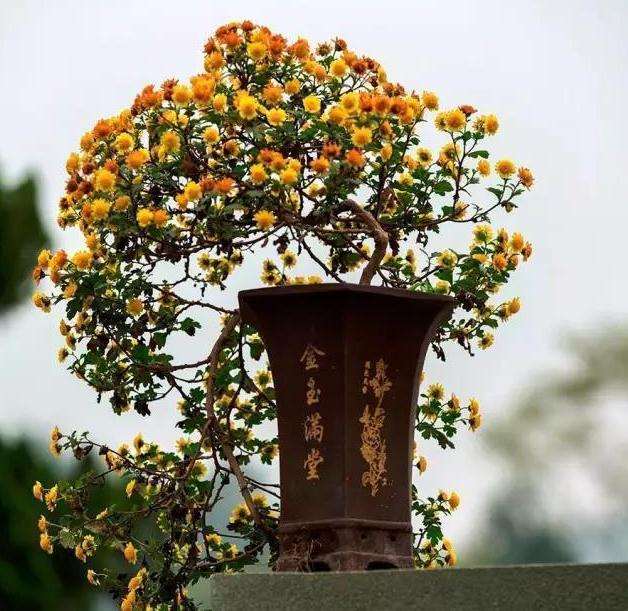 青蒿菊花盆景怎么嫁接栽培