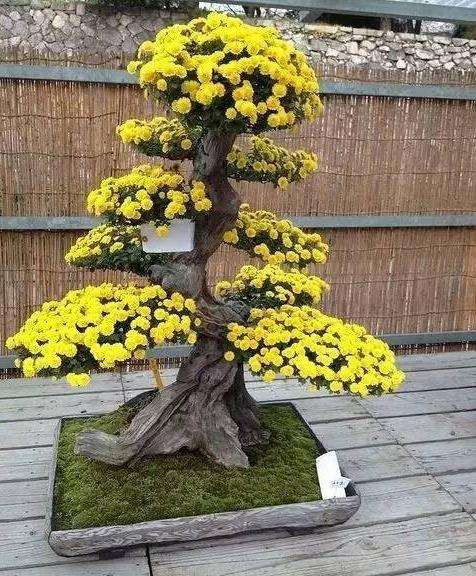 青蒿菊花盆景怎么嫁接栽培