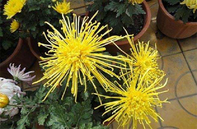 青蒿菊花盆景怎么浇水施肥