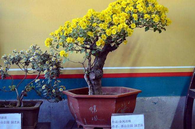 菊花盆景怎么病虫害防治