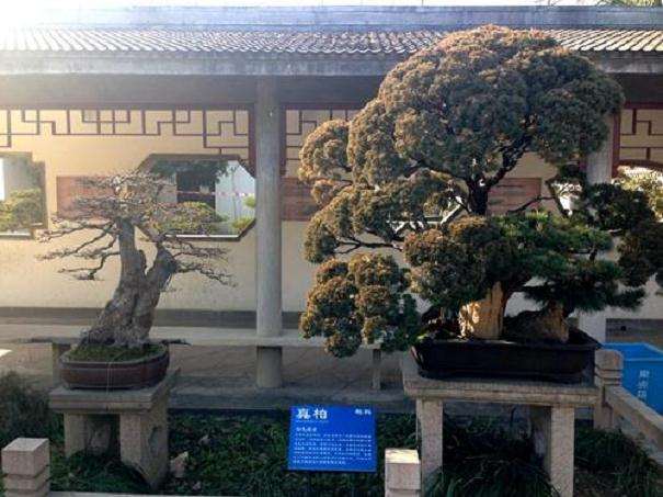 盆景园植物景观改造工程的概况