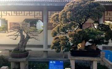 上海盆景园植物景观改造工程的概况