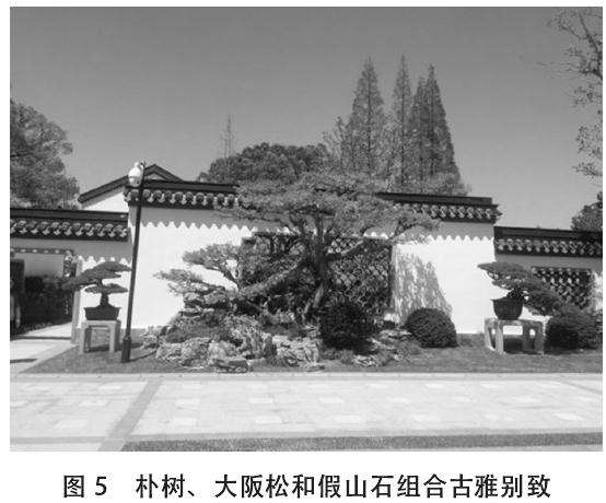 上海盆景园植物景观怎么改造的7个分析