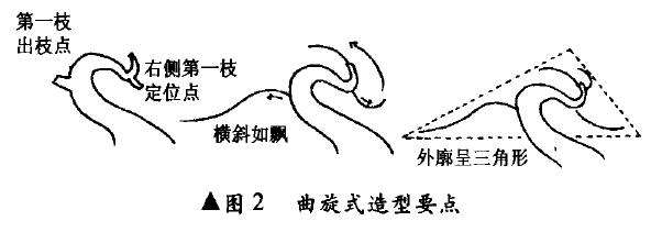 图解 回旋式盆景怎么制作造型的4个方法