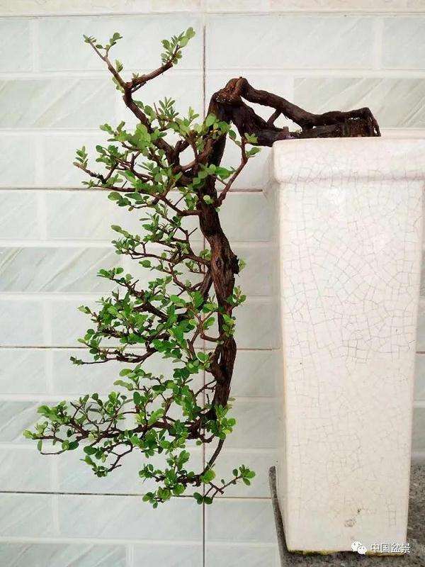 怎么制作悬崖式盆景的4个方法 图片
