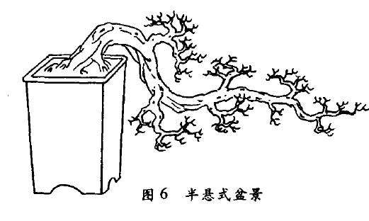 半悬崖式盆景怎么配盆造型