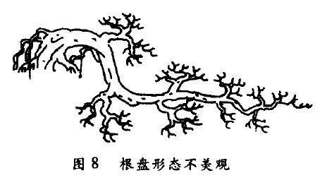 半悬崖式盆景怎么配盆造型