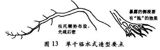 单干临水式盆景怎么配盆造型