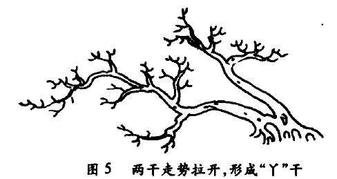 双干临水式盆景怎么配盆造型