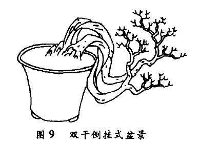双干倒挂式盆景怎么配盆造型