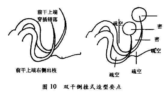 双干倒挂式盆景怎么配盆造型