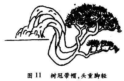 双干倒挂式盆景怎么配盆造型