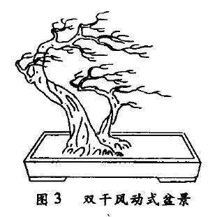 双干风动式盆景怎么配盆造型