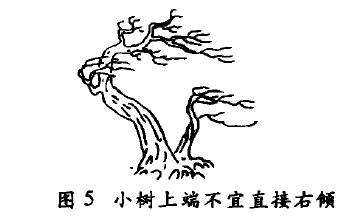 双干风动式盆景怎么配盆造型