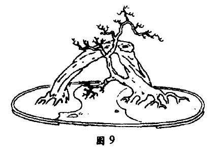 单树过桥式盆景怎么配盆造型的4个方法