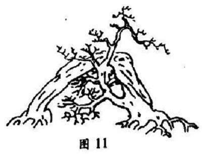 单树过桥式盆景怎么配盆造型的4个方法