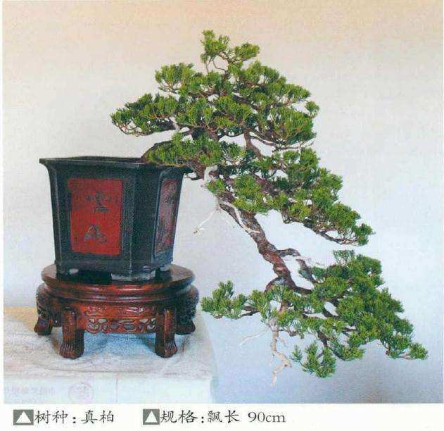 岳子付盆景