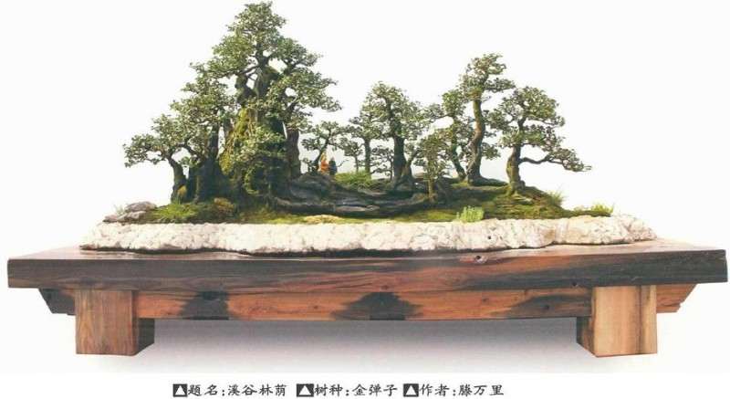 蓬勃发展的贵州遵义金弹子盆景