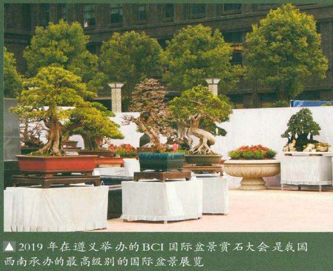 蓬勃发展的贵州遵义金弹子盆景