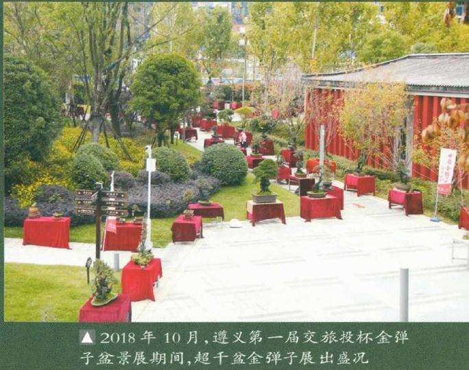蓬勃发展的贵州遵义金弹子盆景