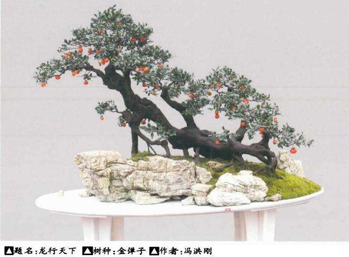 蓬勃发展的贵州遵义金弹子盆景