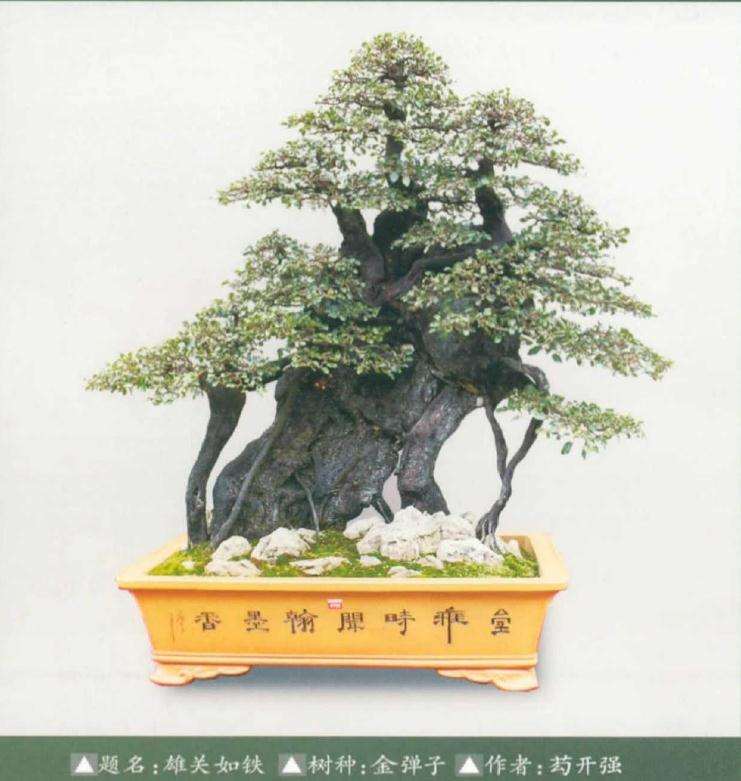 蓬勃发展的贵州遵义金弹子盆景