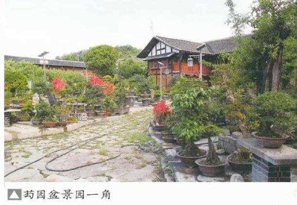 蓬勃发展的贵州遵义金弹子盆景