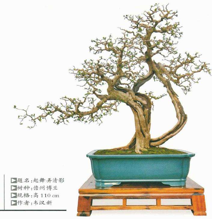 博兰盆景《起舞弄清影》的4个创作感想