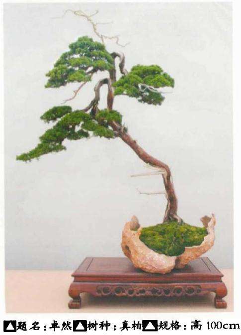 赵斌盆景藏品鉴赏