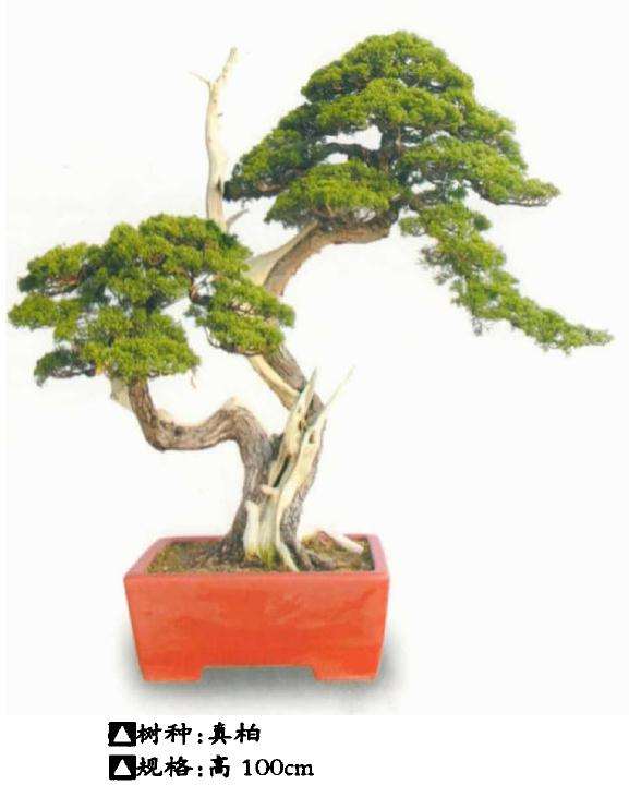 赵斌盆景藏品鉴赏