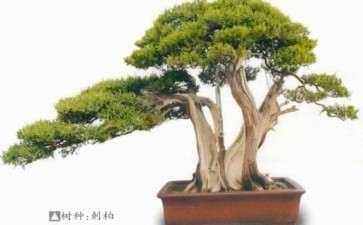 赵斌盆景藏品鉴赏 图片