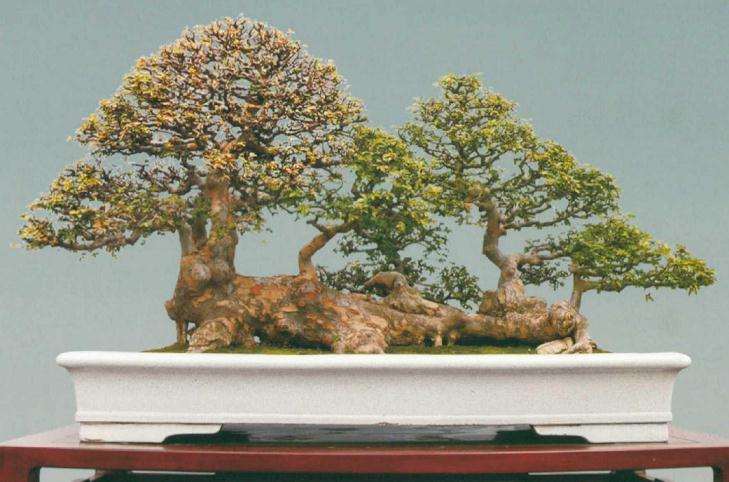 榆树盆景欣赏