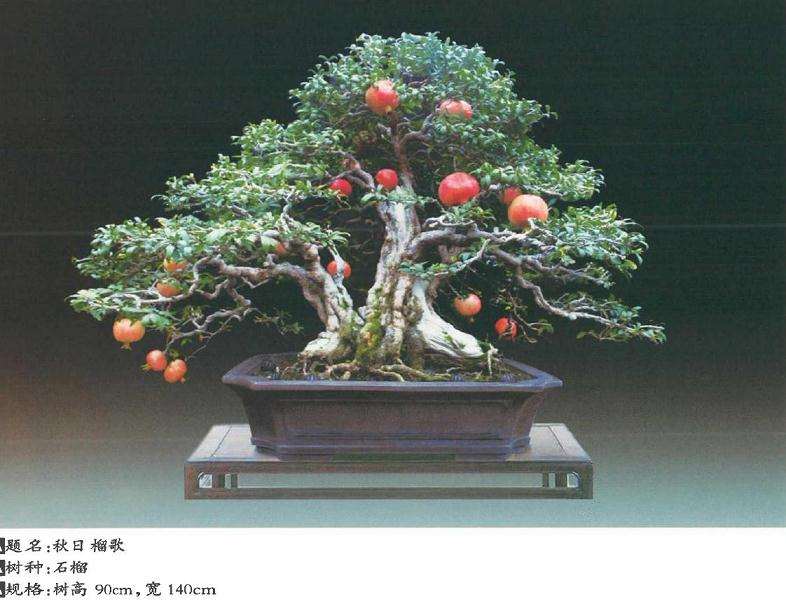 我制作石榴盆景的过程