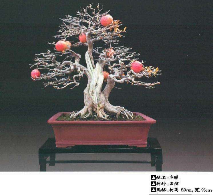 2020年 我制作石榴盆景的过程