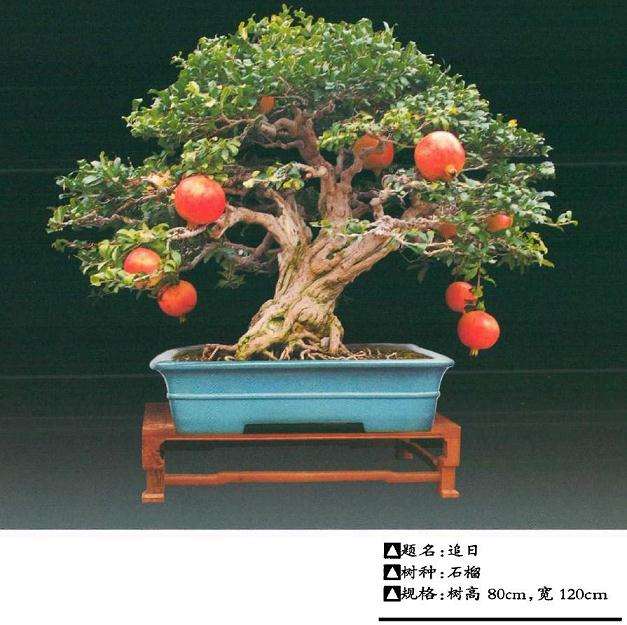 2020年 我制作石榴盆景的过程