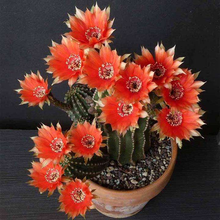 仙人球多肉在冬季可以断水吗