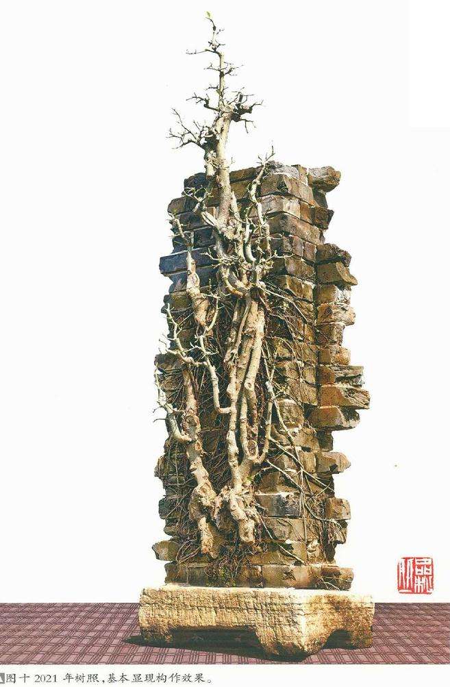 韩学年制作附壁榕树盆景的过程