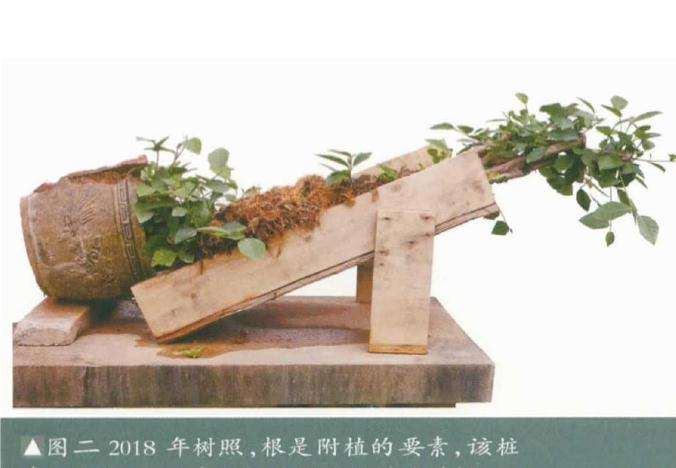 韩学年制作附壁榕树盆景的过程