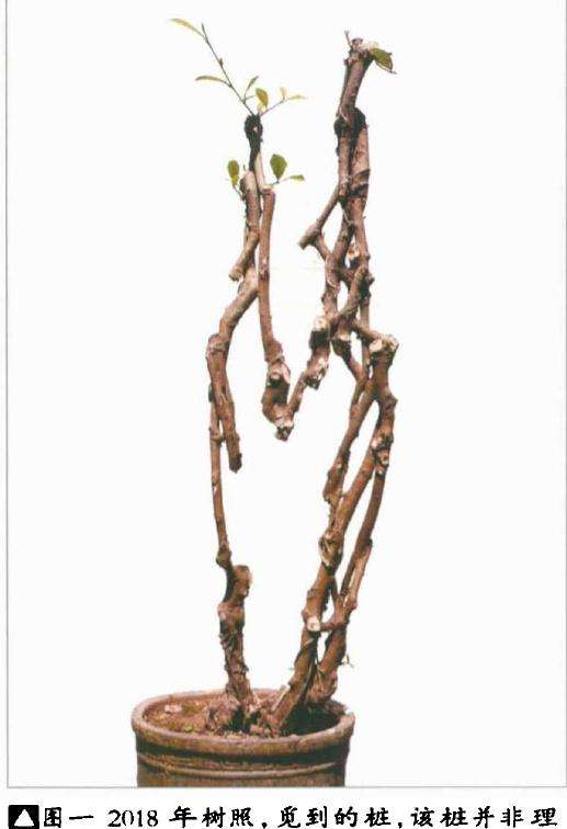 韩学年制作附壁榕树盆景的过程