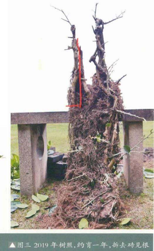 韩学年制作附壁榕树盆景的过程