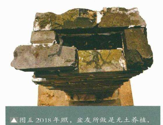 韩学年制作附壁榕树盆景的过程