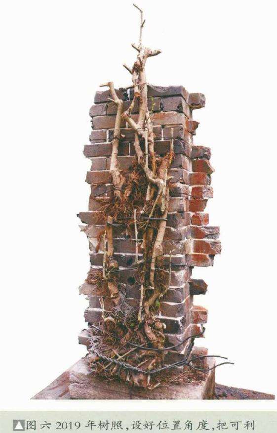 韩学年制作附壁榕树盆景的过程